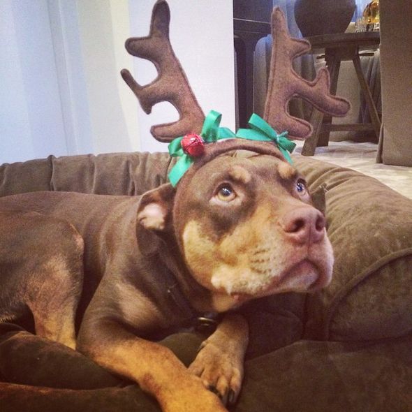 Пес Жизель Бундхен