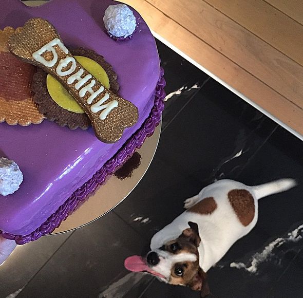 Собака Алсу Бонни