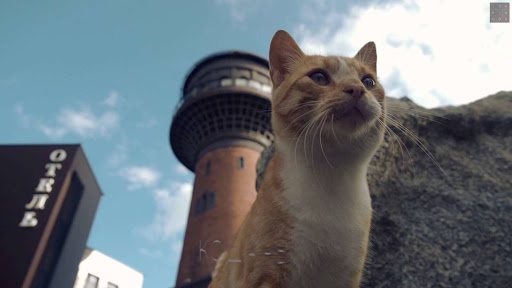 В курортном городе Зеленоградск проводят первый международный конкурс «Мой ласковый и нужный зверь»
