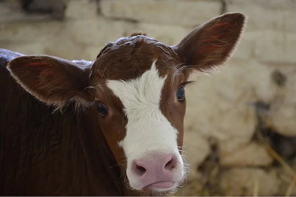 Олег Сирота: ОНФ и ОП разберутся в деле с нападками на фермера Ивана Собко